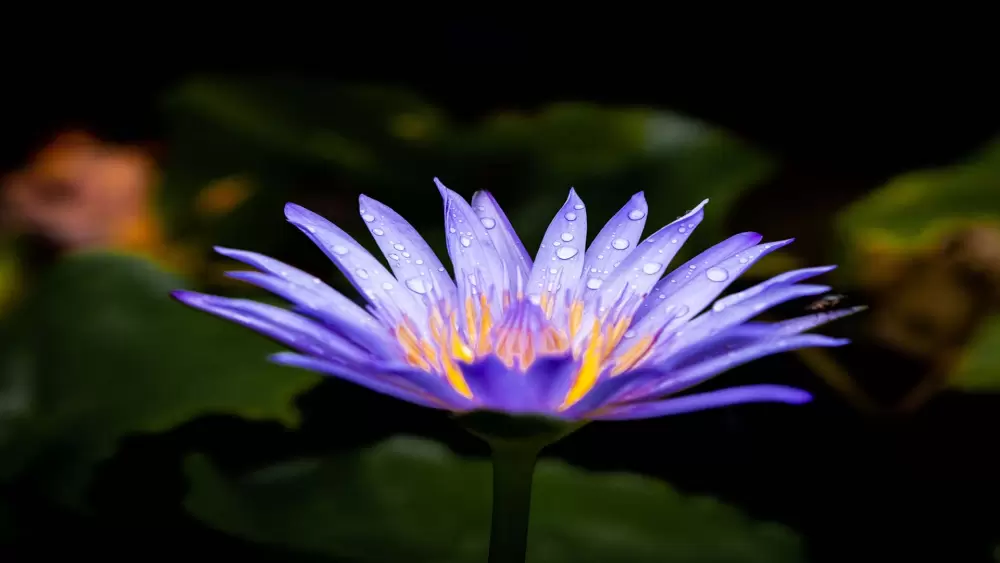 lotusflower