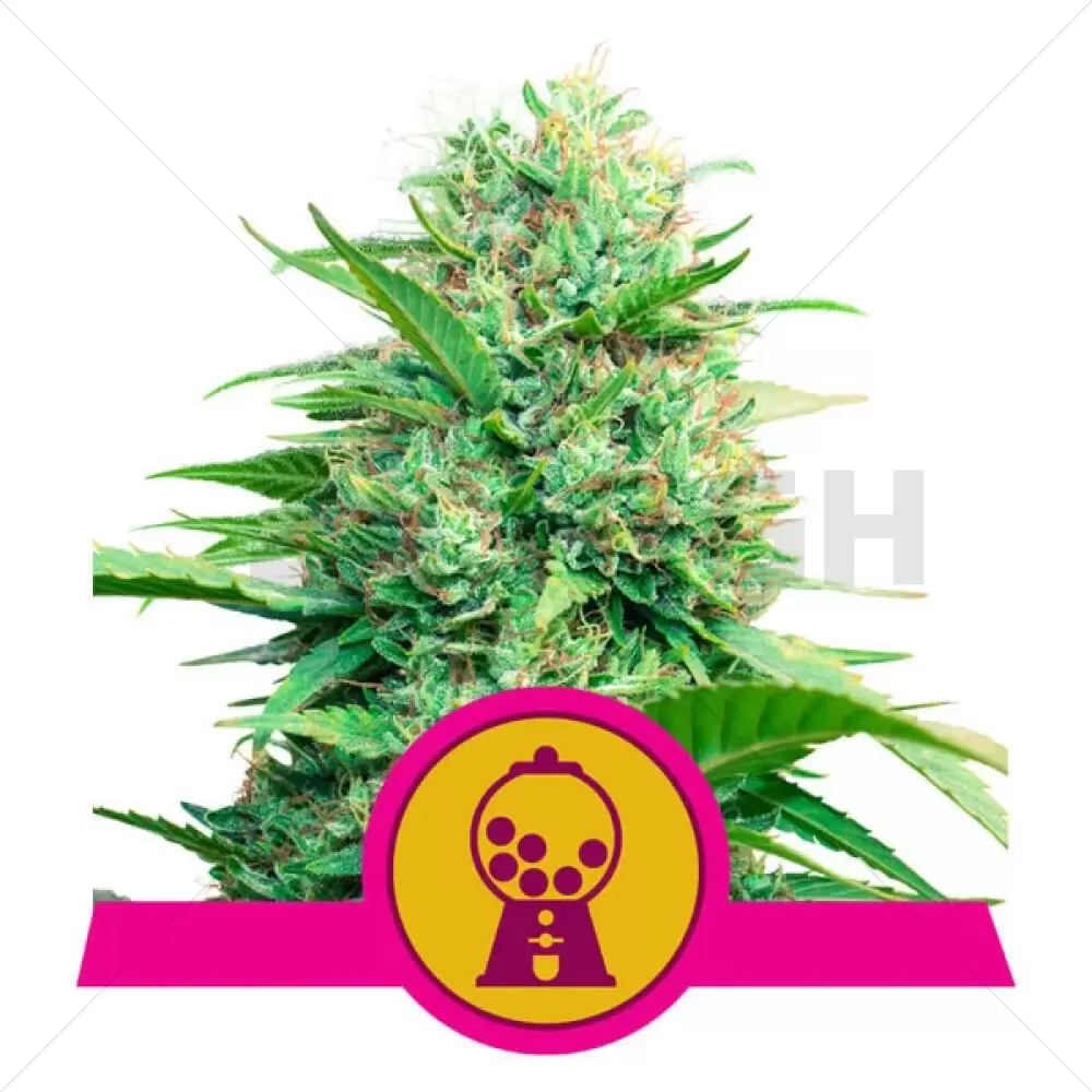 Pink Runtz Feminized (RQS)