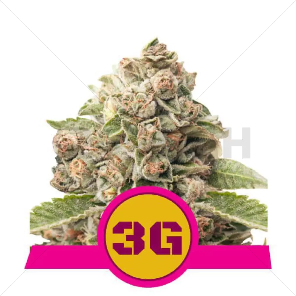 Triple G Feminised - Royal Queen Seeds - 3 Seeds