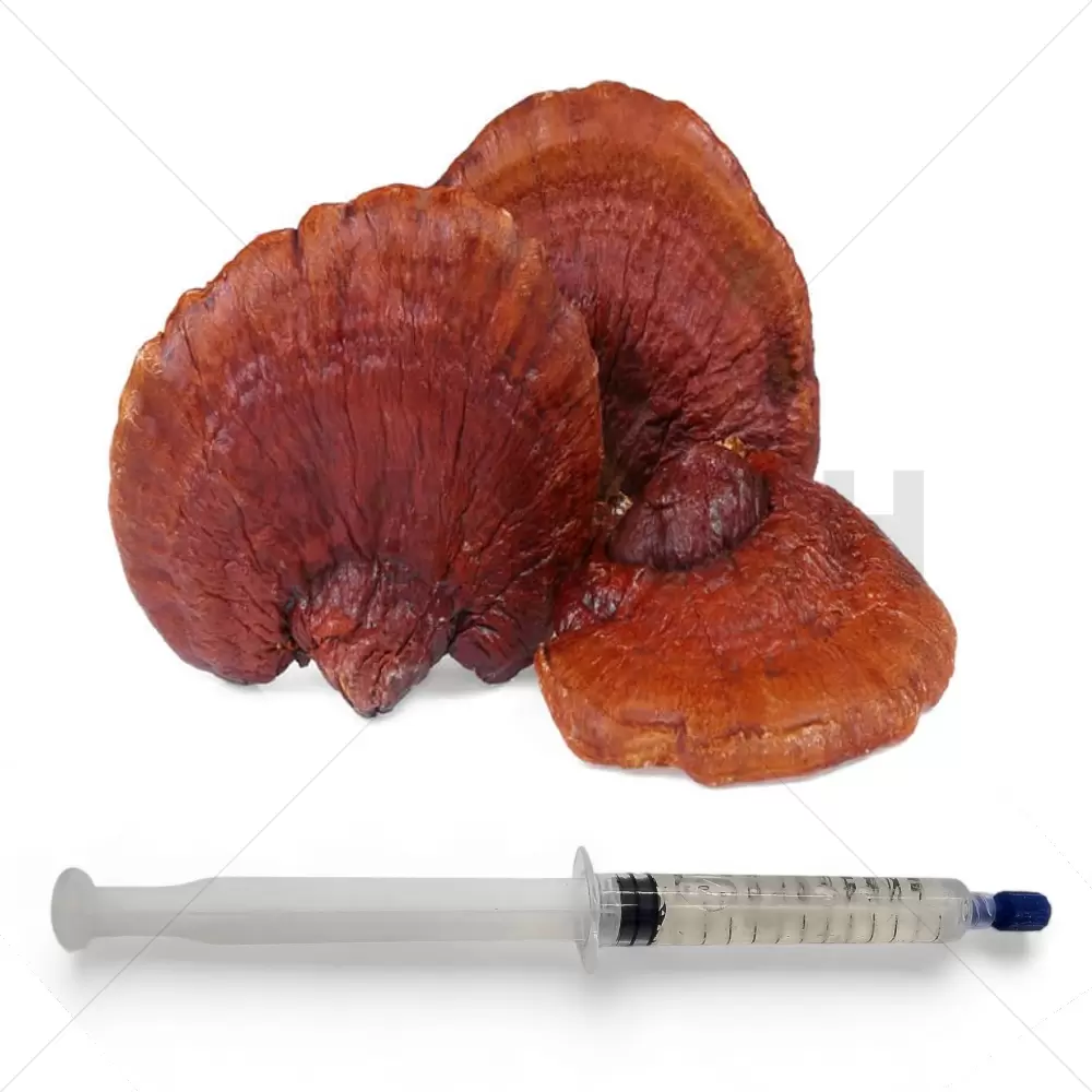 Red Reishi (Ganoderma lucidum) Liquid Culture Syringe - 20 ML