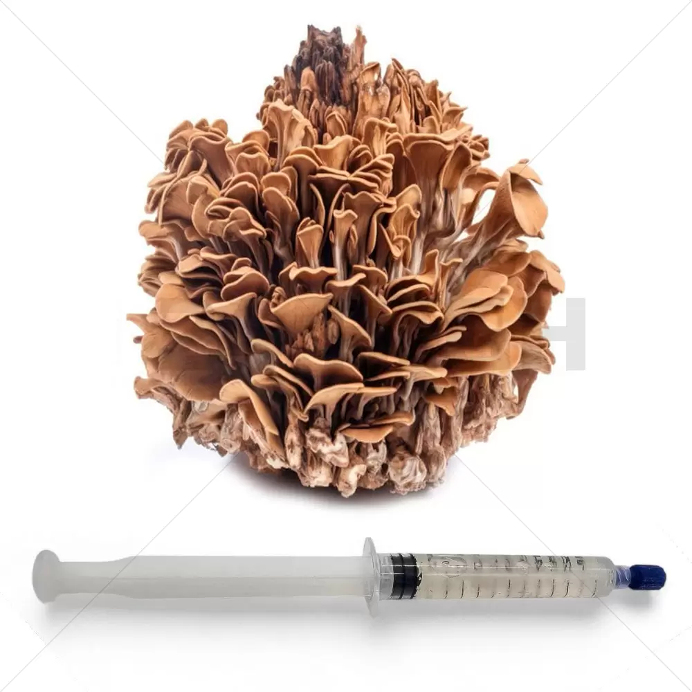 Maitake (Grifola frondosa) Liquid Culture Syringe - 20 ML