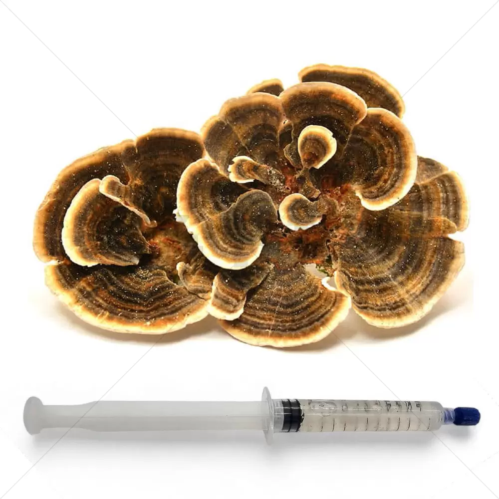 Turkey tail (Trametes versicolor) Liquid Culture Syringe - 20 ML