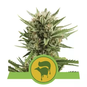 Vassoio di Legno per Rollare RQS - Royal Queen Seeds